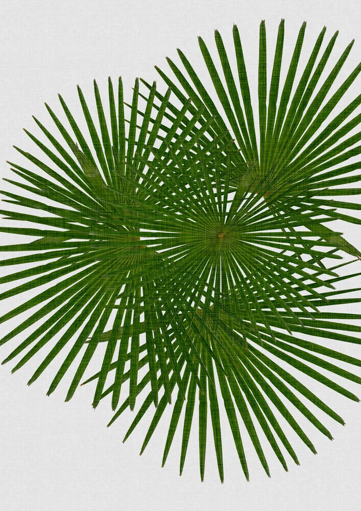 Fan Palm - fotokunst von Orara Studio