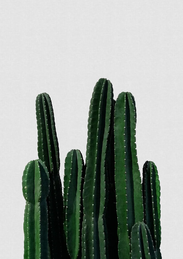 Cactus I - Fineart photography by Orara Studio