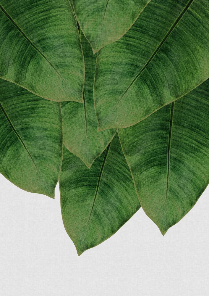 Banana Leaf III - Fineart photography by Orara Studio