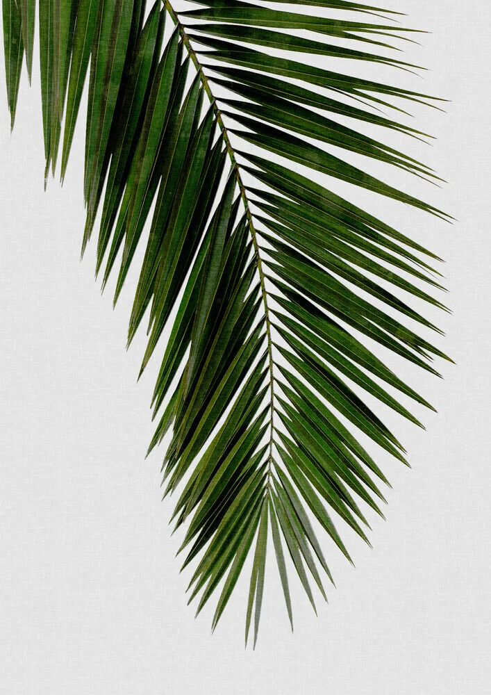 Palm Leaf I - Fineart photography by Orara Studio