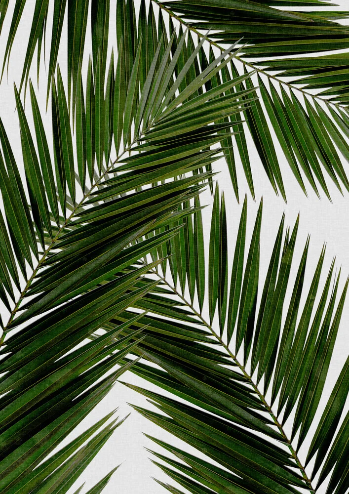 Palm Leaf III - fotokunst von Orara Studio