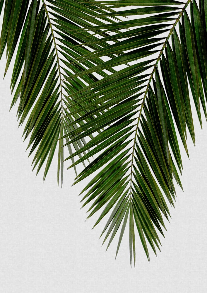 Palm Leaf II - fotokunst von Orara Studio