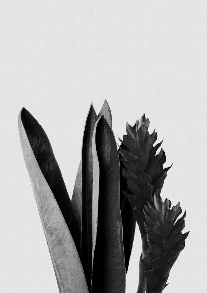 Flower Black & White - fotokunst von Orara Studio