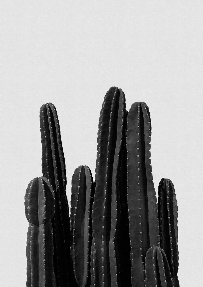 Cactus Black & White - fotokunst von Orara Studio