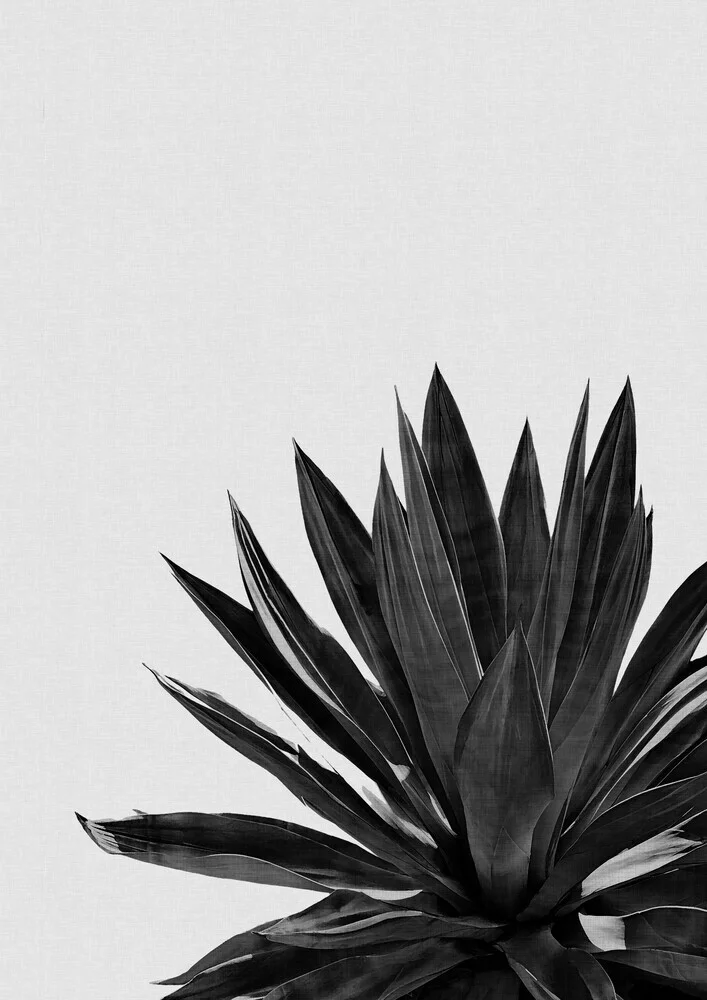 Agave Cactus Black & White - fotokunst von Orara Studio