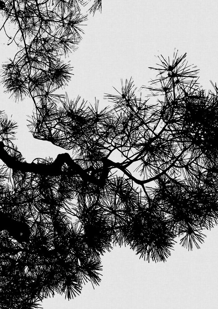 Pine Tree Black & White - Fineart photography by Orara Studio