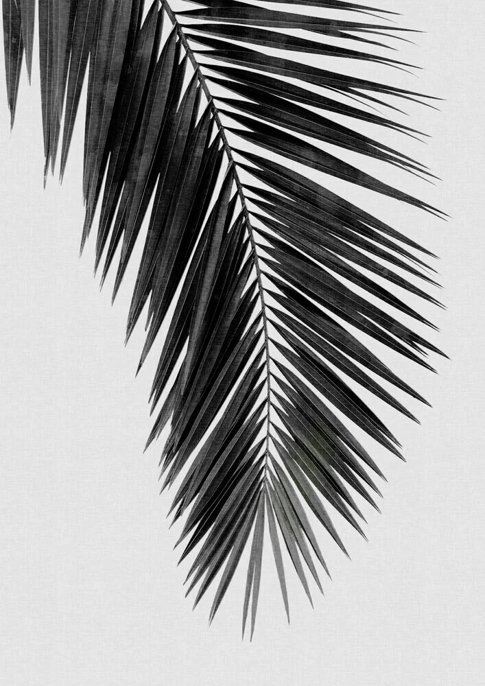 Palm Leaf Black & White I - fotokunst von Orara Studio