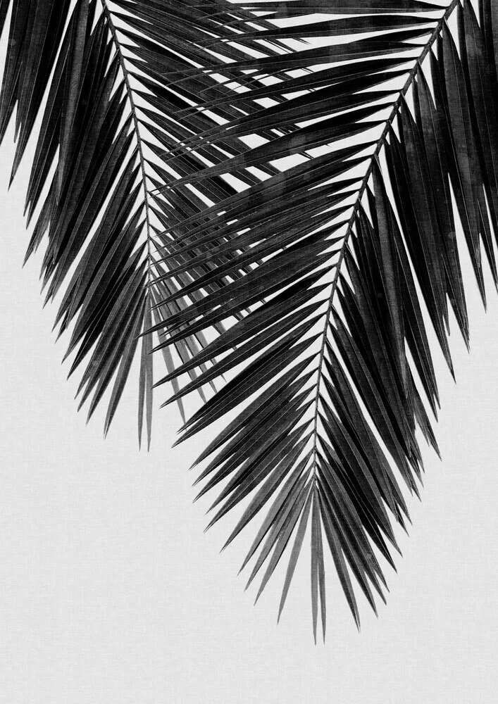 Palm Leaf Black & White II - fotokunst von Orara Studio