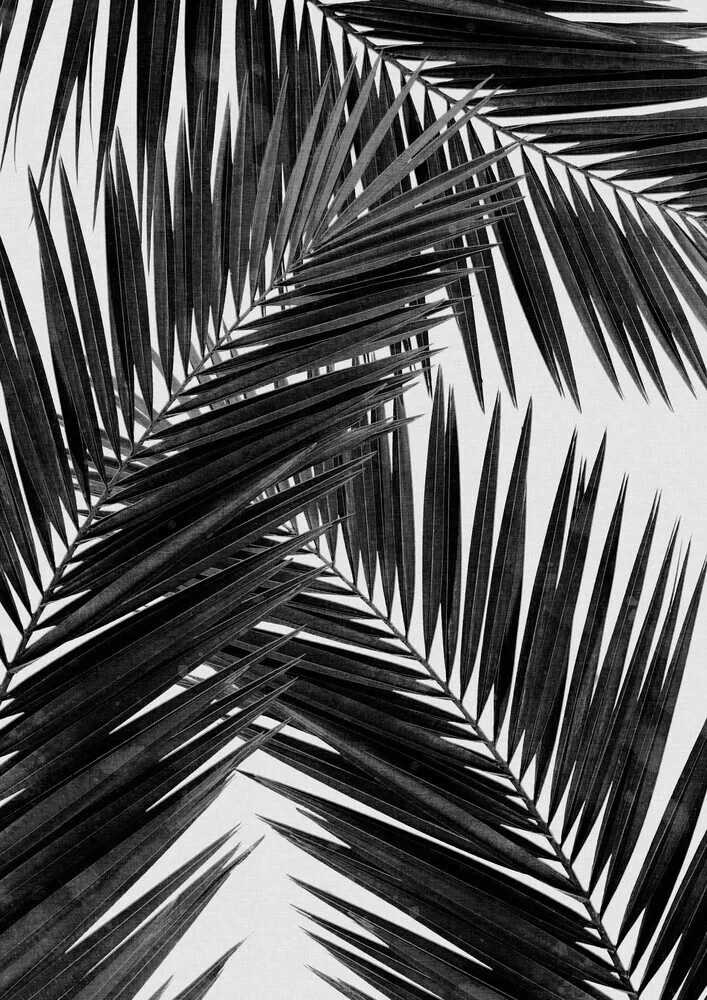 Palm Leaf Black & White III - fotokunst von Orara Studio