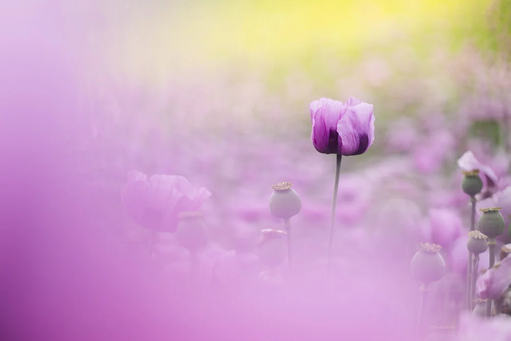 blue poppy - Fineart photography by Nadja Jacke