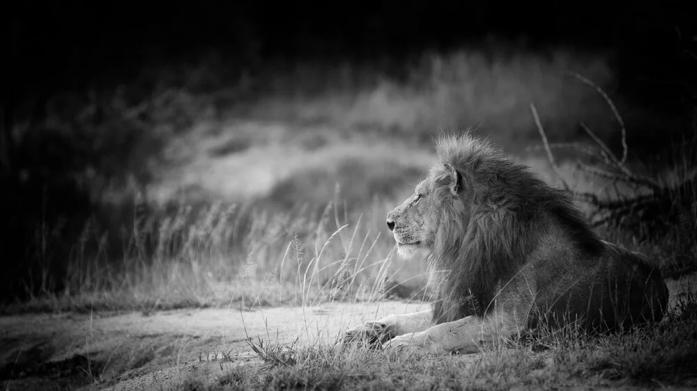 Portrait Male Lion - fotokunst von Dennis Wehrmann