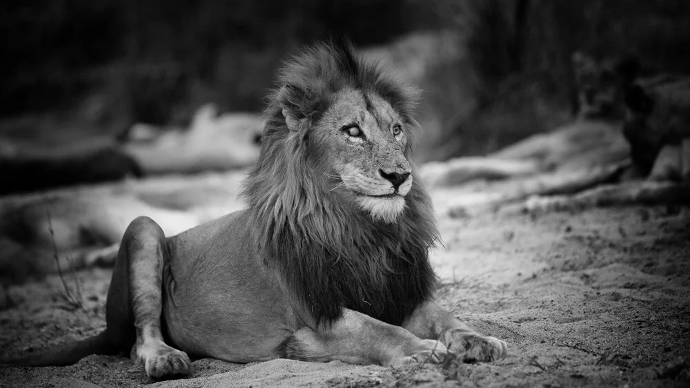 Portrait Male Lion - Fineart photography by Dennis Wehrmann