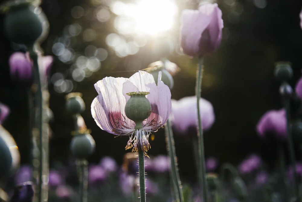 Feld mit Blaumohn - fotokunst von Nadja Jacke