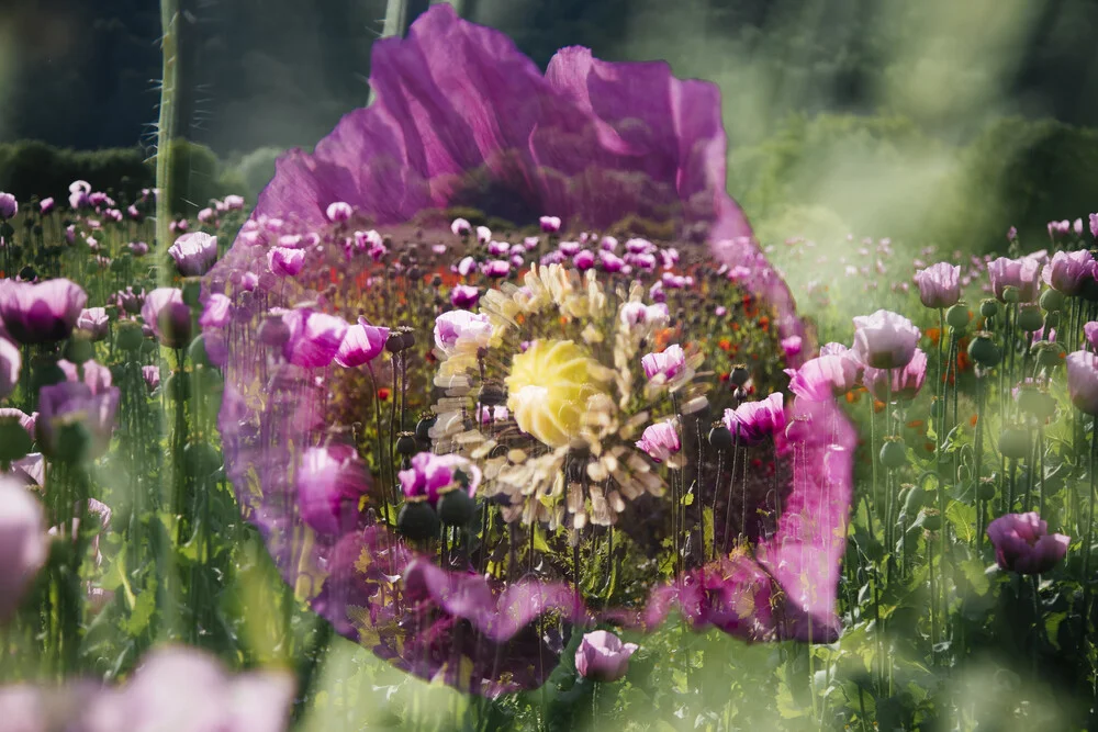 Feld mit Blaumohn - fotokunst von Nadja Jacke