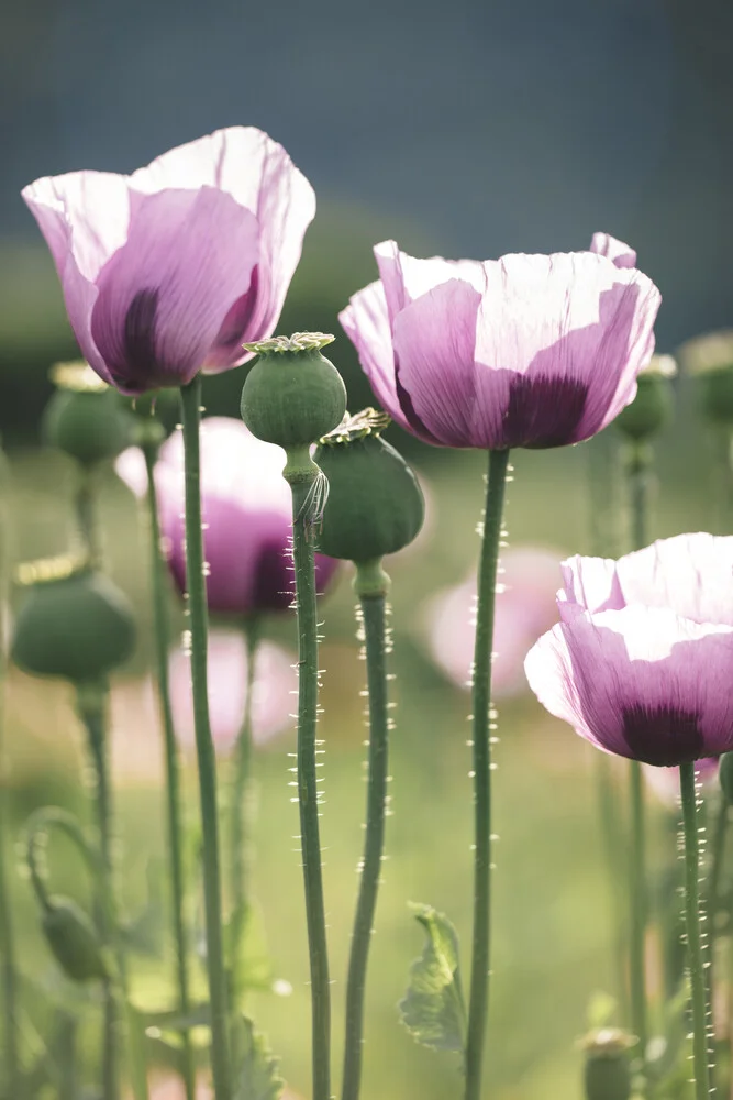 Feld mit Blaumohn - fotokunst von Nadja Jacke