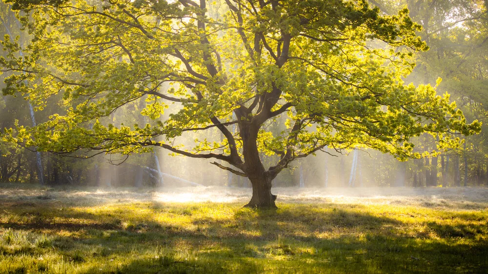 Morning light - Fineart photography by Nils Steiner