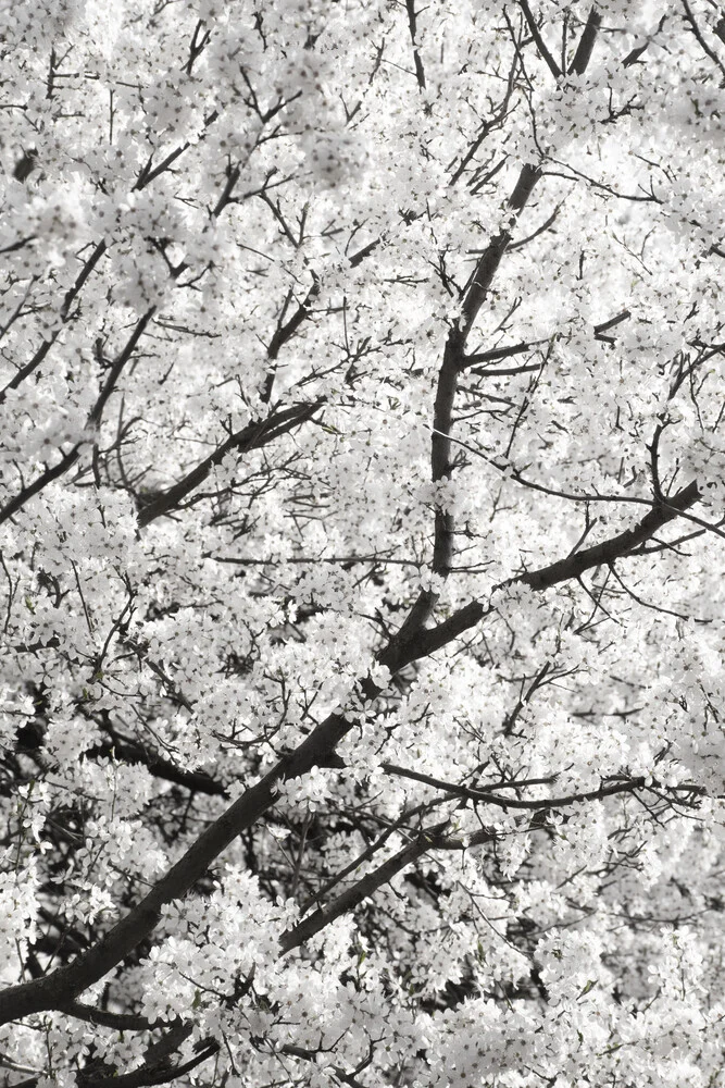 white cherry flower clouds - fotokunst von Studio Na.hili