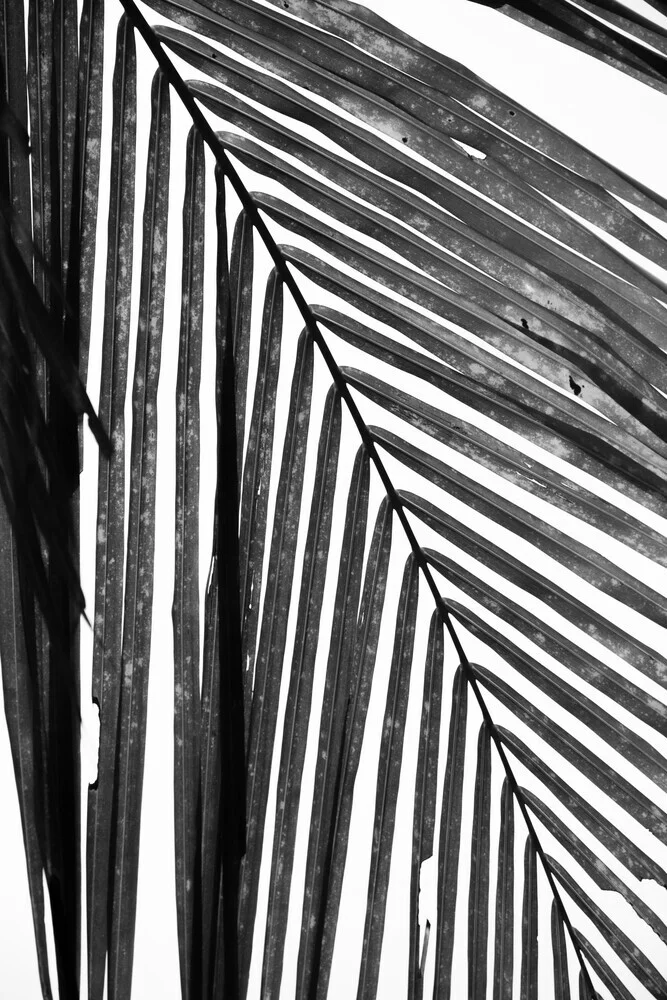 black and white palm leaf - fotokunst von Studio Na.hili