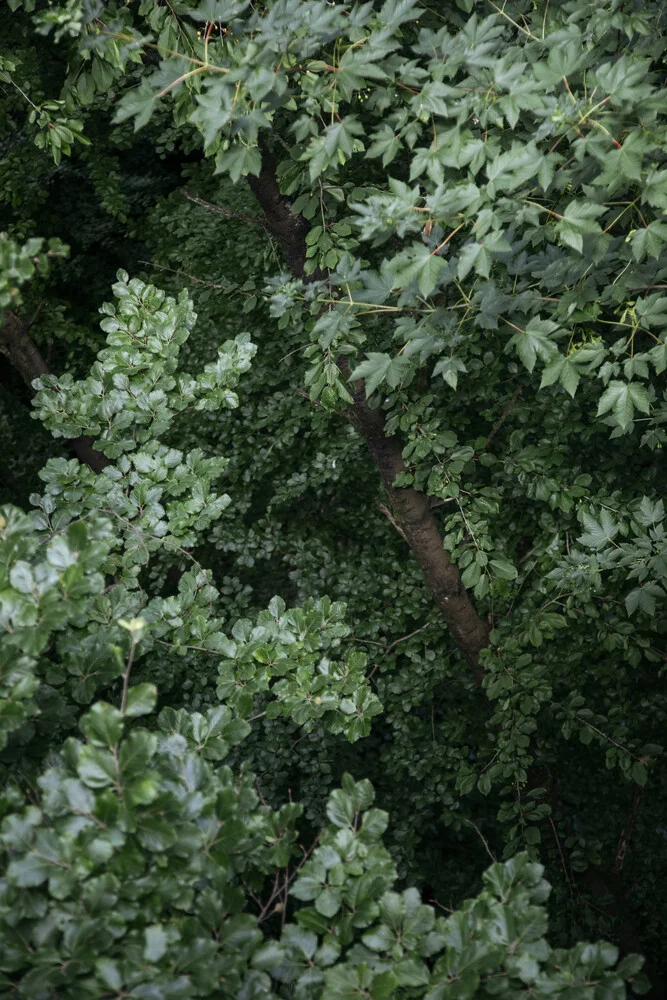Wald von oben im Sommer - fotokunst von Nadja Jacke