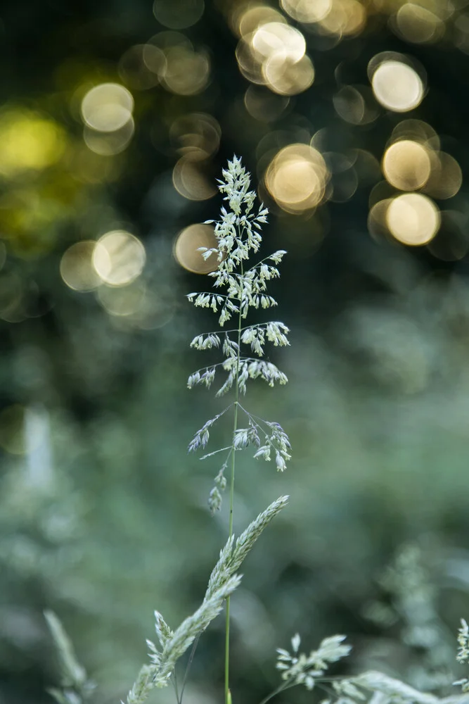 Sommerliches Gras am Waldrand - fotokunst von Nadja Jacke