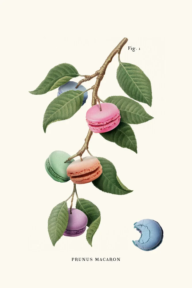 Macaron Plant - fotokunst von Jonas Loose