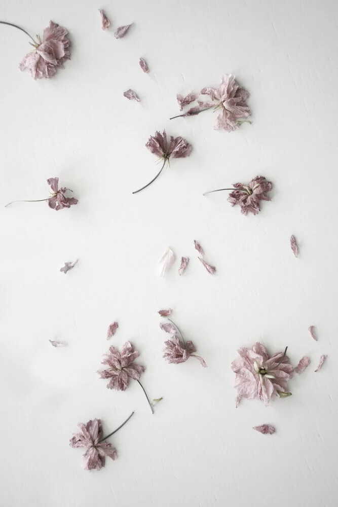 blush faded cherry flower confetti - Fineart photography by Studio Na.hili