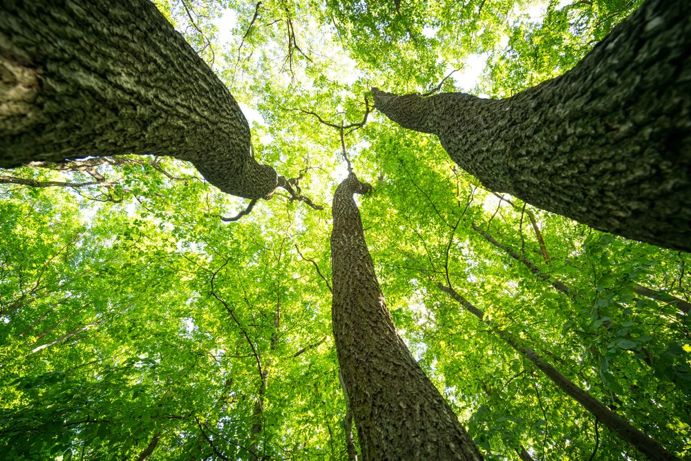 Grüne gigantische Baumkronen - fotokunst von Oliver Henze