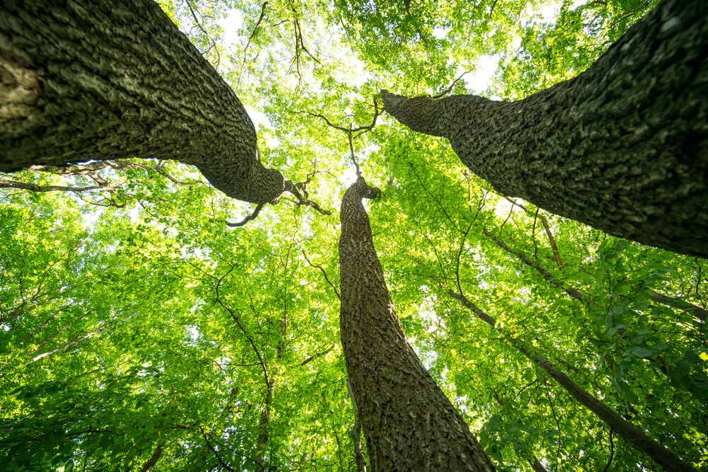 Green gigantic treetops - Fineart photography by Oliver Henze