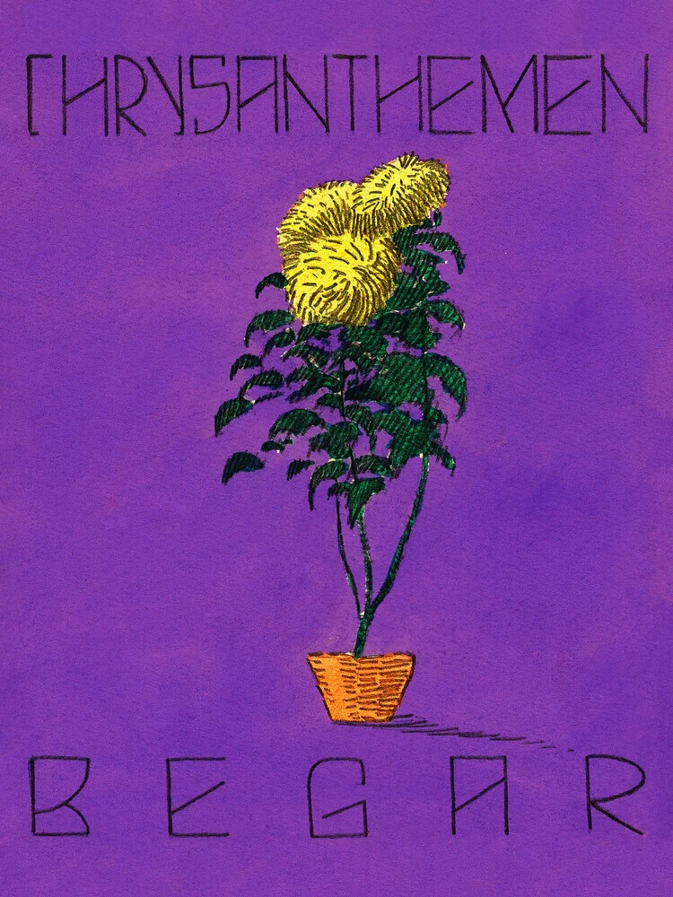 Karl Wiener: Chrysanthemen Begar - Fineart photography by Art Classics
