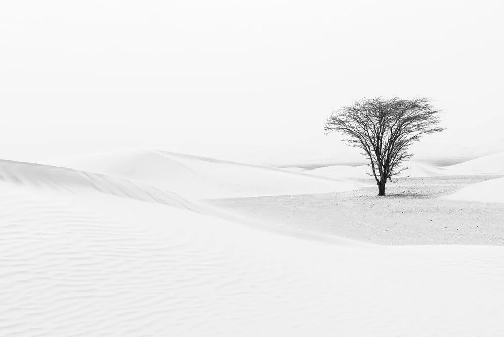 Tree in the dunes - Fineart photography by Photolovers .