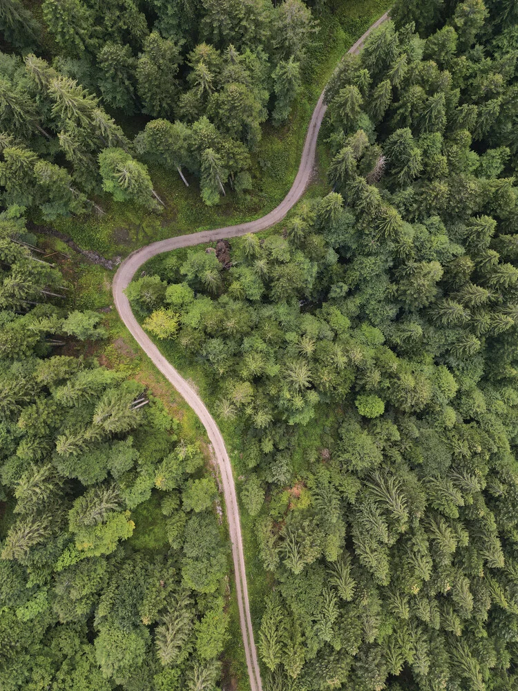 Into the woods - fotokunst von Christian Köster