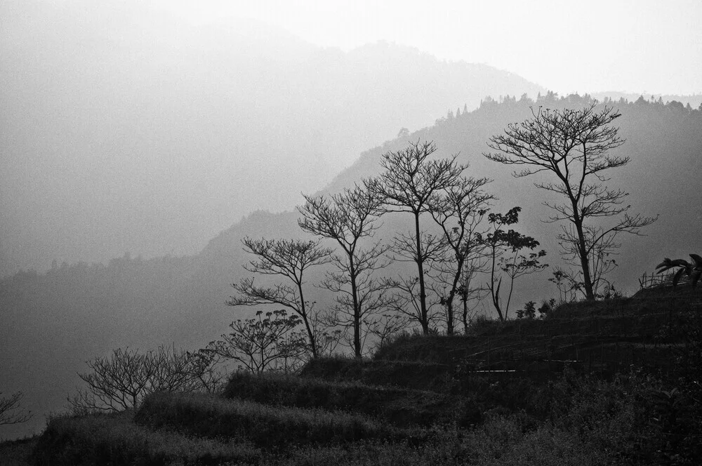 Trees in the mountains - fotokunst von Photolovers .