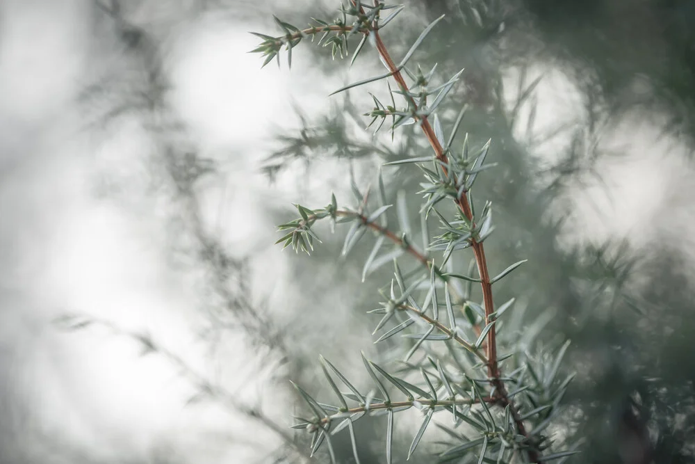 Fotografie eines Wacholders mit feinen, grünen Nadeln in sanftem Licht.