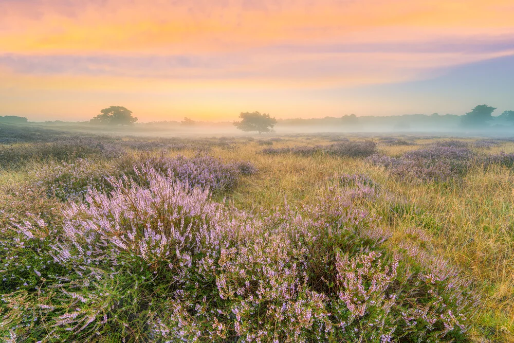 Heath landscape in fog shortly before sunrise - Fineart photography by Michael Valjak