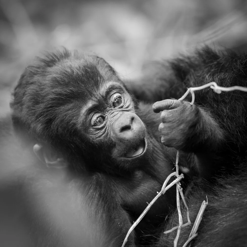 Portrait gorilla baby - fotokunst von Dennis Wehrmann