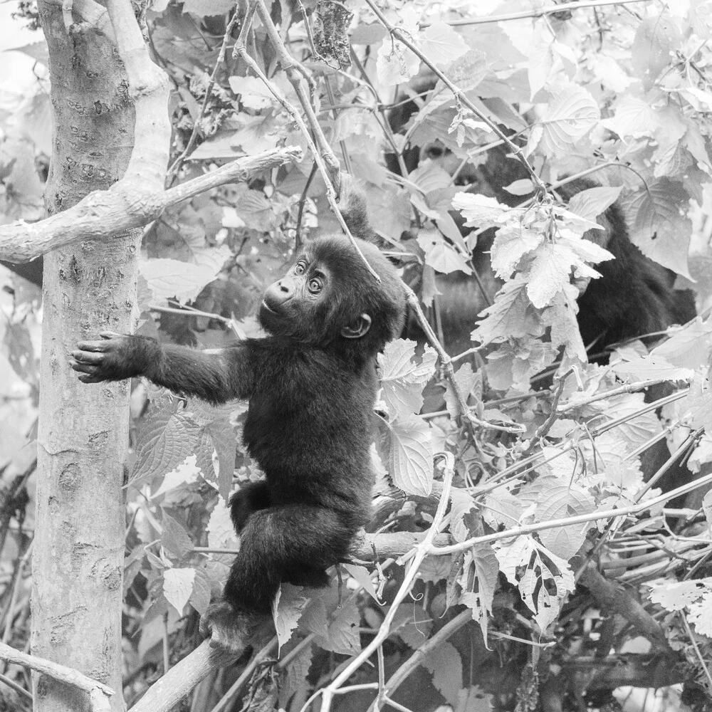 Gorilla teenager Bwindi Impenetrable Forest Uganda - fotokunst von Dennis Wehrmann