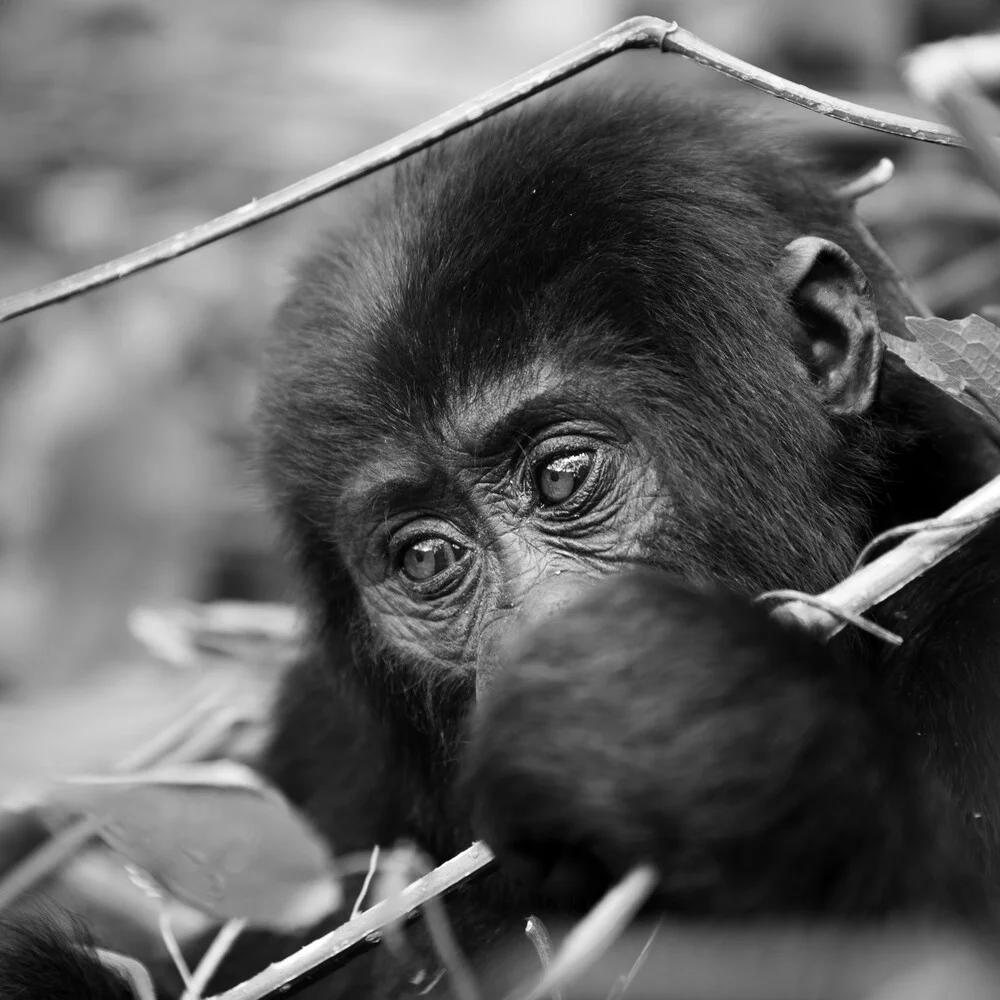 Gorilla teenager Bwindi Impenetrable Forest Uganda - fotokunst von Dennis Wehrmann