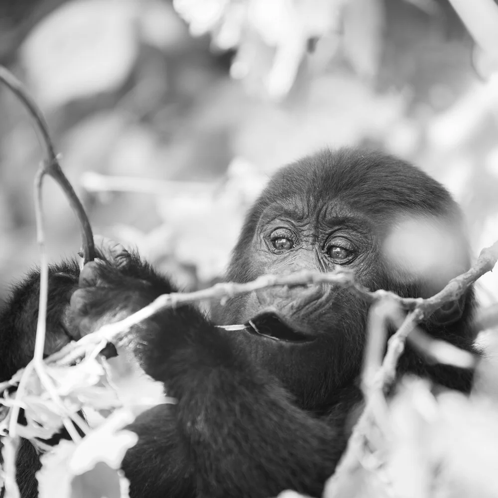 Gorilla teenager Bwindi Impenetrable Forest Uganda - Fineart photography by Dennis Wehrmann