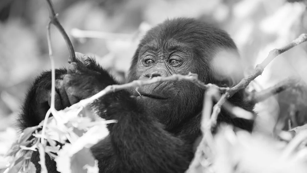 Gorilla teenager Bwindi Impenetrable Forest Uganda - fotokunst von Dennis Wehrmann