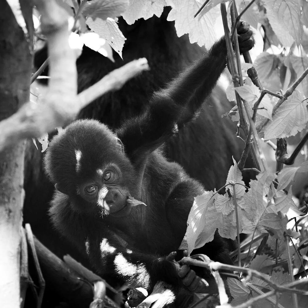 Gorilla baby Bwindi Impenetrable Forest Uganda - Fineart photography by Dennis Wehrmann