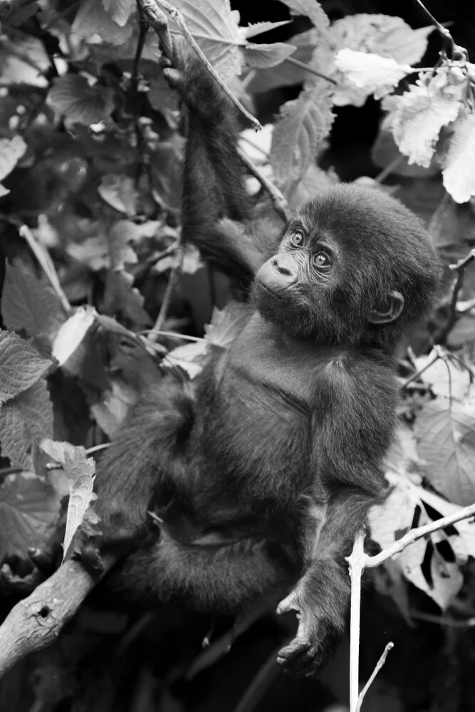 Gorilla baby Bwindi Impenetrable Forest Uganda - fotokunst von Dennis Wehrmann