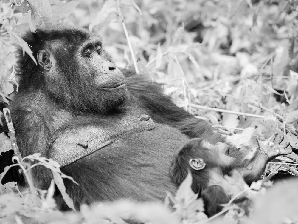 Gorilla mother with baby bwindi impenetrable rainforest - Fineart photography by Dennis Wehrmann