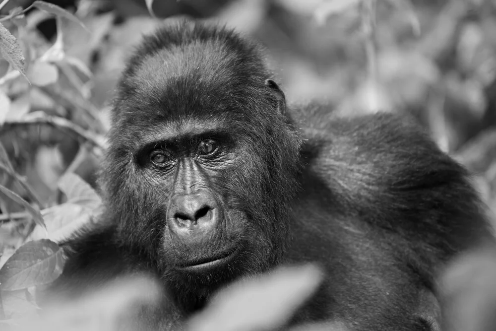 Portrait gorilla mother - Fineart photography by Dennis Wehrmann