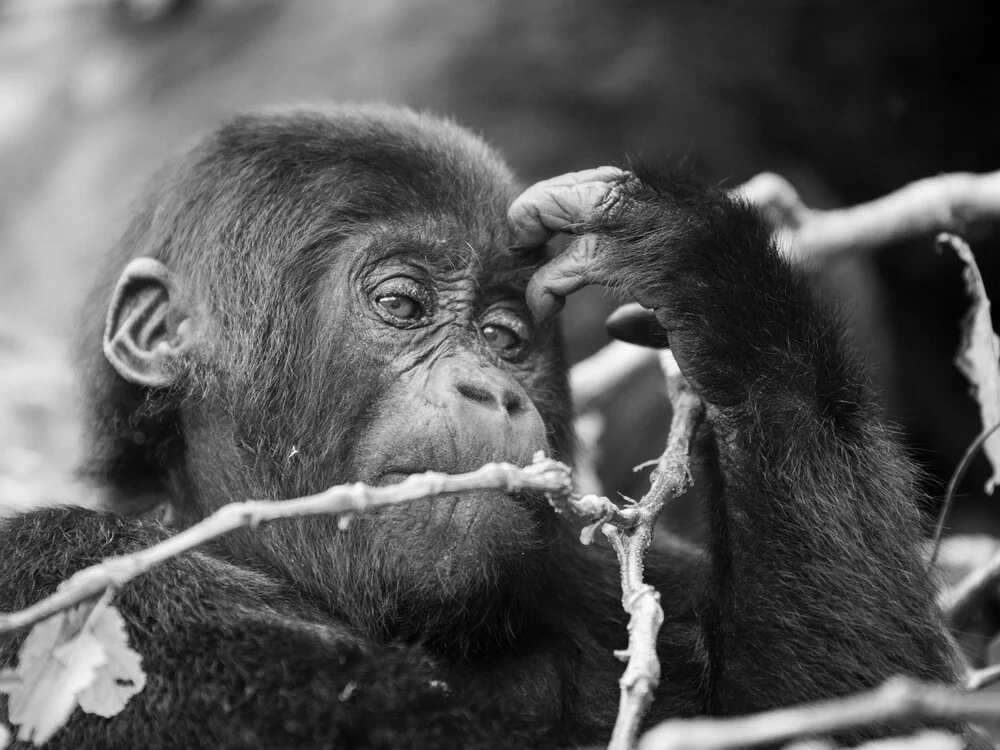 Gorilla teenager Bwindi Impenetrable Forest Uganda - fotokunst von Dennis Wehrmann