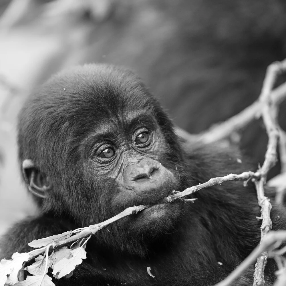 Gorilla teenager Bwindi Impenetrable Forest Uganda - fotokunst von Dennis Wehrmann