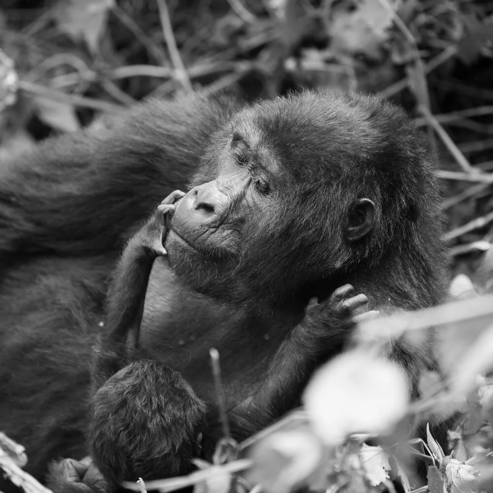 Portrait gorilla mother with baby - fotokunst von Dennis Wehrmann