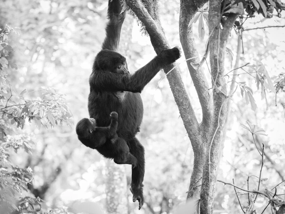 Swinging gorilla mother with baby in Bwindi Impenetrable forest - Fineart photography by Dennis Wehrmann