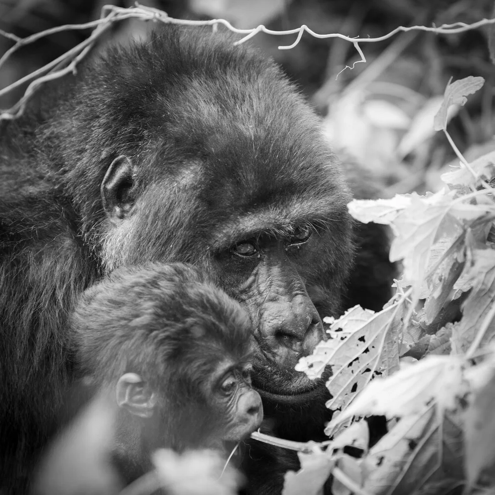 Gorilla mother with baby blind impenetrable rainforest - fotokunst von Dennis Wehrmann