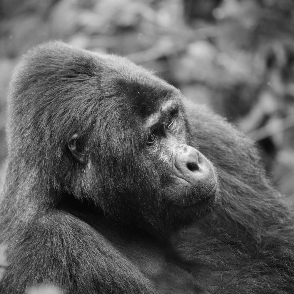 Portrait Silverback - fotokunst von Dennis Wehrmann