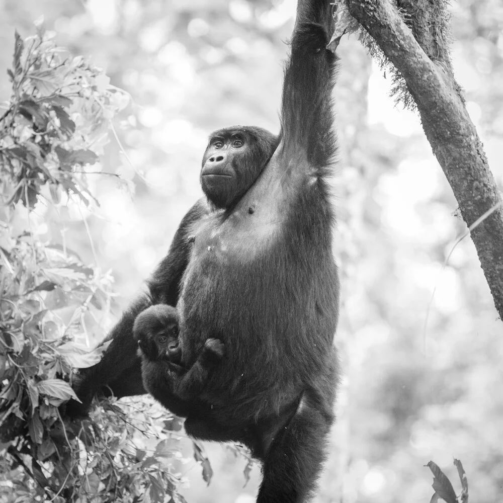 Gorilla mother with baby blind impenetrable rainforest - fotokunst von Dennis Wehrmann
